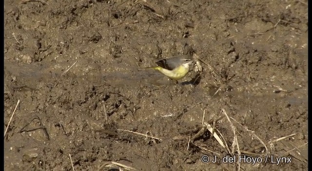 Gray Wagtail - ML201378941