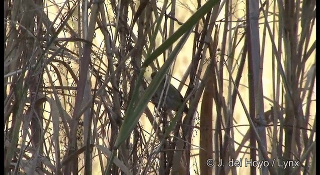 Warbling White-eye - ML201378961