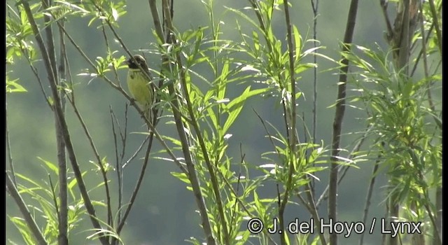 Yellow-breasted Bunting - ML201378971