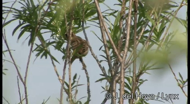 Bruant auréole - ML201378981