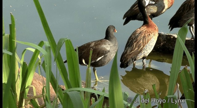 Gallineta Americana (group galeata) - ML201379001