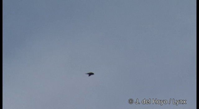 Uniform Swiftlet - ML201379021