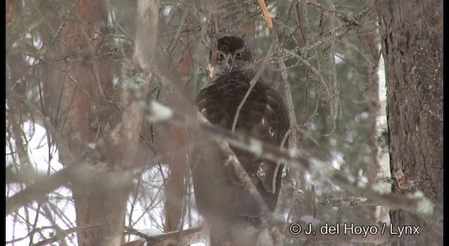 Eurasian Goshawk - ML201379061