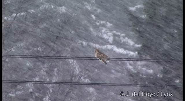 Short-eared Owl (Northern) - ML201379071