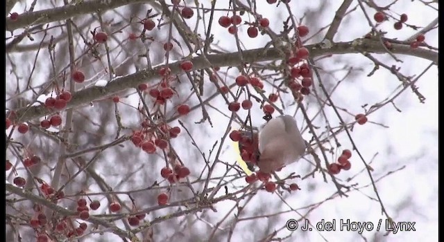 Bohemian Waxwing - ML201379081