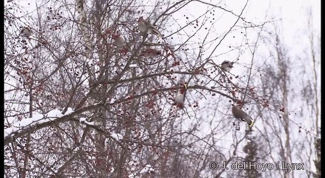 Bohemian Waxwing - ML201379091