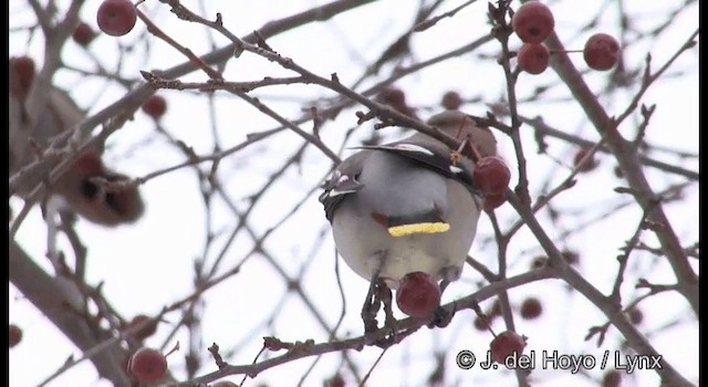 Bohemian Waxwing - ML201379101