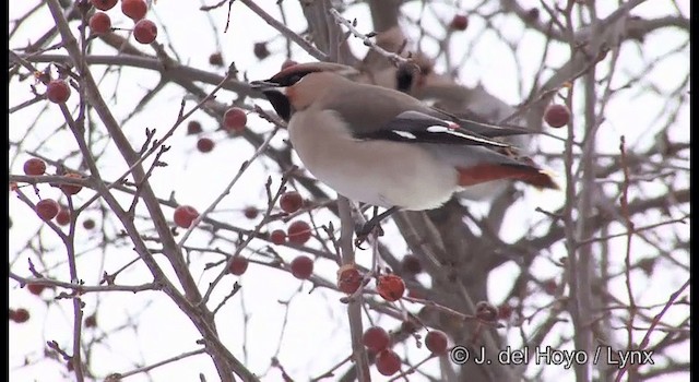 Bohemian Waxwing - ML201379111