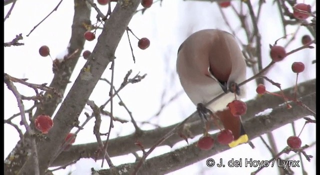 Bohemian Waxwing - ML201379121