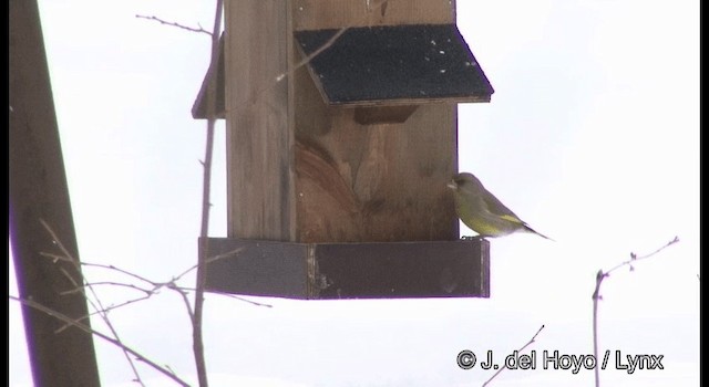 European Greenfinch - ML201379141