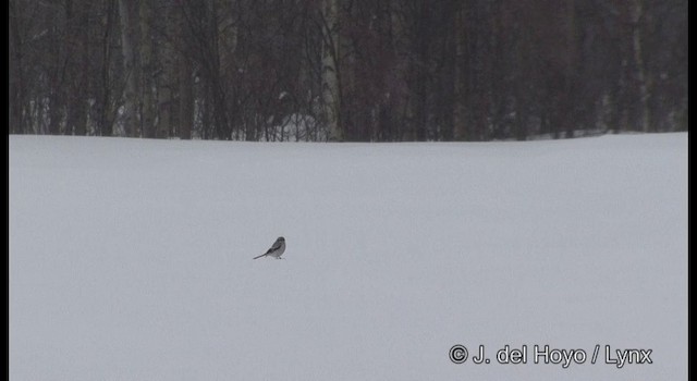 Great Gray Shrike (Great Gray) - ML201379181