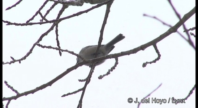 Willow Tit (Willow) - ML201379201