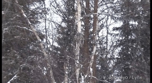 Great Gray Owl (Lapland) - ML201379301