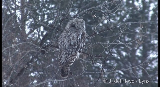 Great Gray Owl (Lapland) - ML201379311