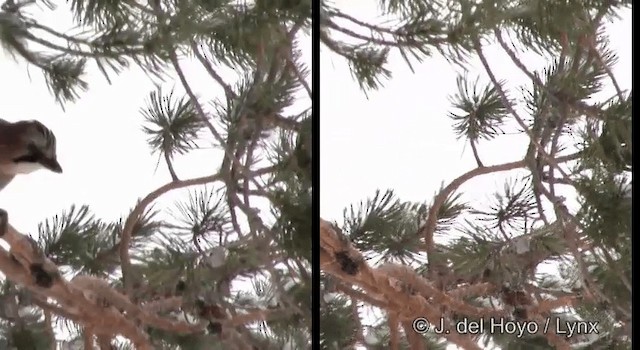 Eurasian Jay (Eurasian) - ML201379361