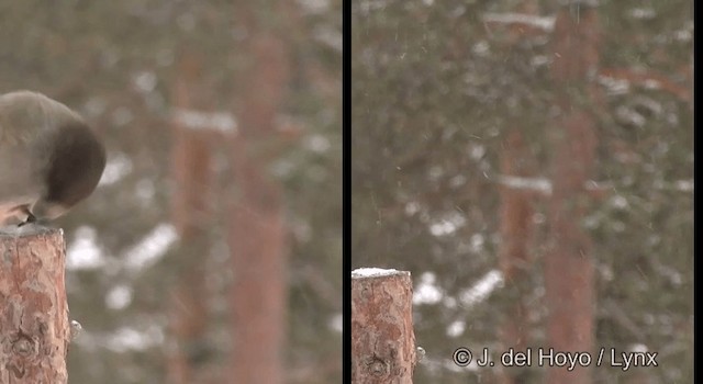 Siberian Jay - ML201379391