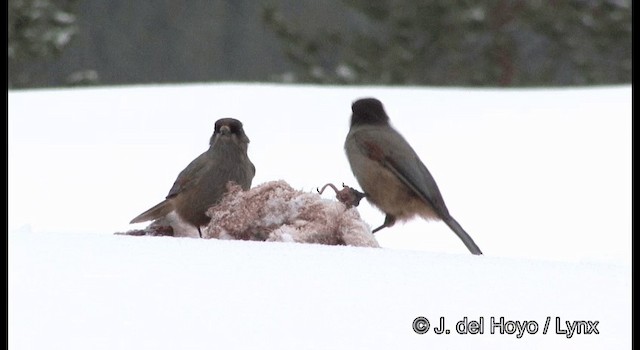 Siberian Jay - ML201379401