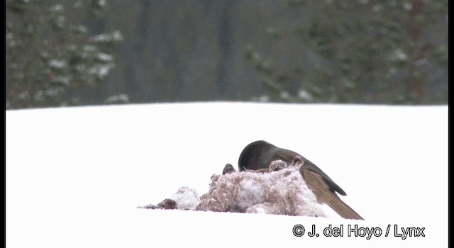 Siberian Jay - ML201379411