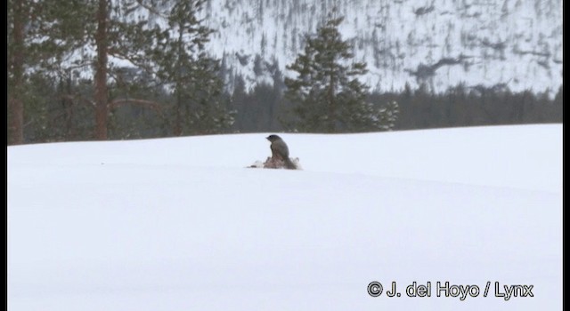 Siberian Jay - ML201379421