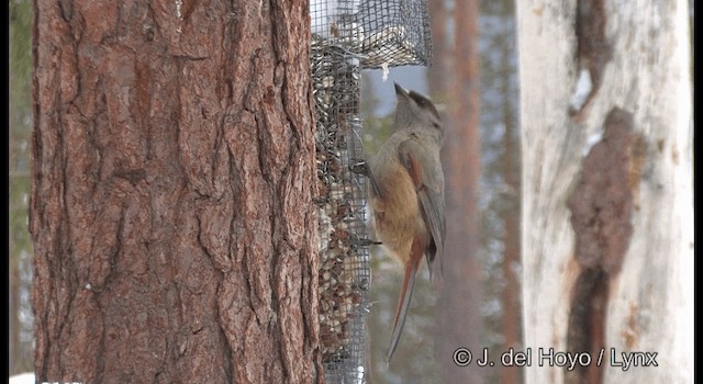 Arrendajo Siberiano - ML201379431