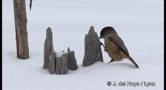 Siberian Jay - ML201379441