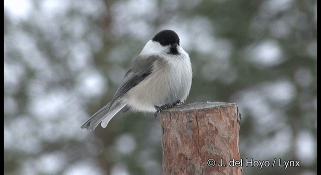 Willow Tit (Willow) - ML201379471