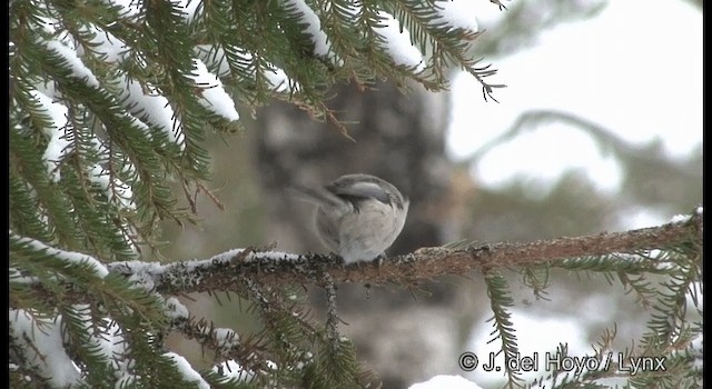 Willow Tit (Willow) - ML201379481