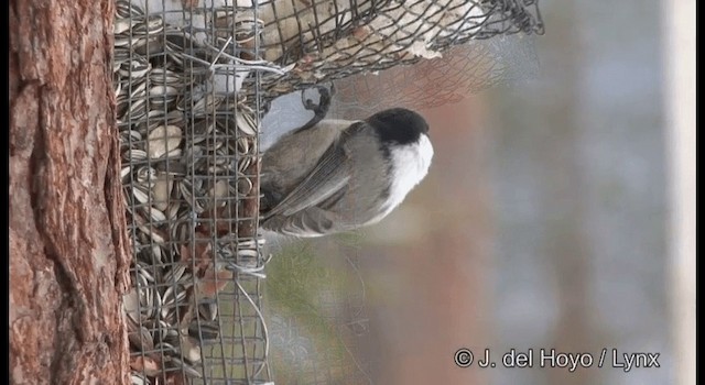 Mésange boréale (groupe montanus) - ML201379491