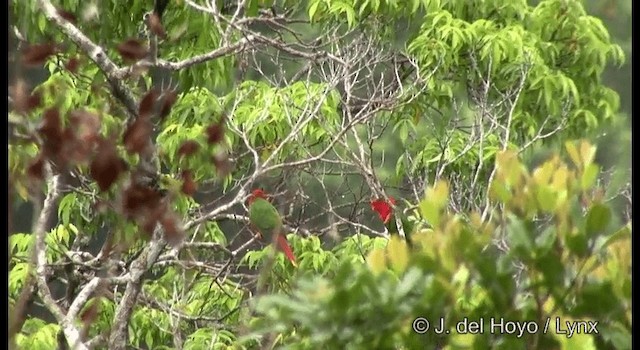 Margarita Loriketi - ML201379521