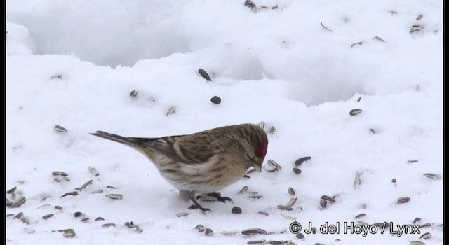 Lesser Redpoll - ML201379541