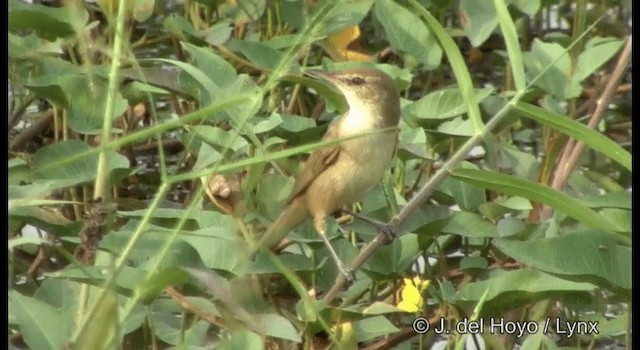 Clamorous Reed Warbler (Brown) - ML201379581