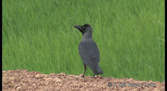 House Crow - ML201379701