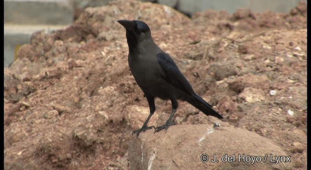 House Crow - ML201379711