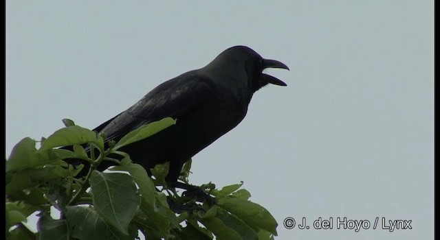 House Crow - ML201379721