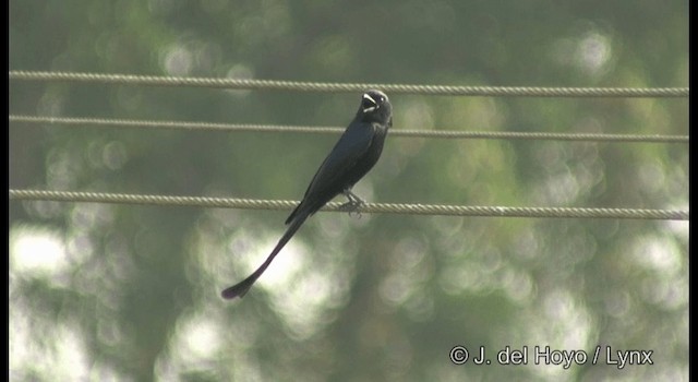 Königsdrongo - ML201379741