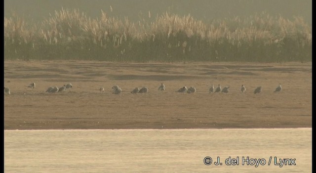 Pallas's Gull - ML201380091