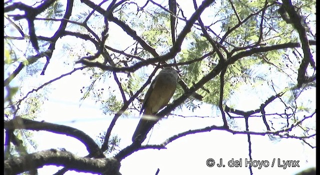 Olive Whistler - ML201380101