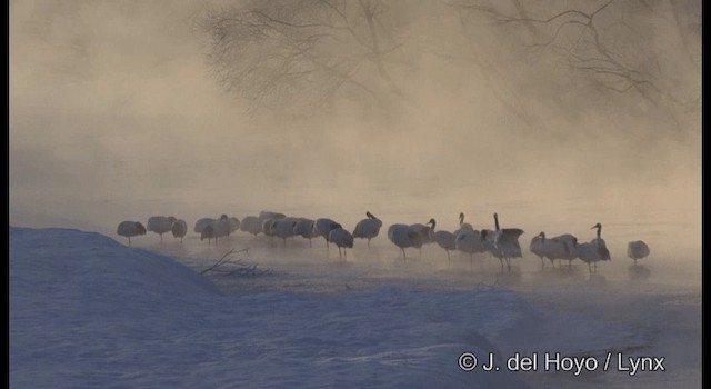 Red-crowned Crane - ML201380151