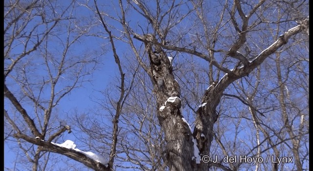 Ural Owl - ML201380161