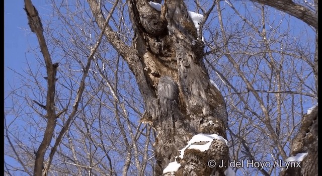 Ural Owl - ML201380171