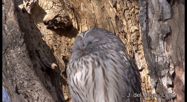 Ural Owl - ML201380181