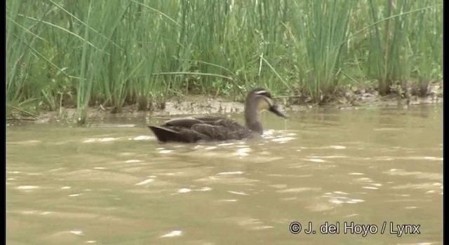 Pacific Black Duck - ML201380231