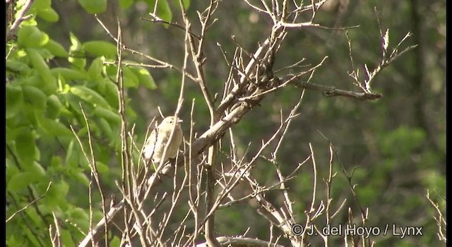 Rufous Songlark - ML201380311