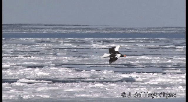 Белоплечий орлан - ML201380351