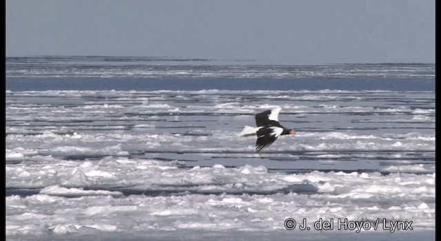 Steller's Sea-Eagle - ML201380351