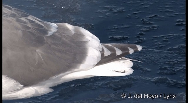 Glaucous-winged Gull - ML201380361