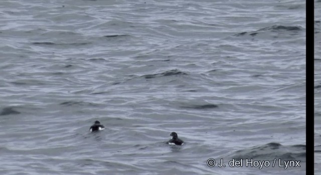 Least Auklet - ML201380371