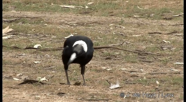 Australian Magpie (White-backed) - ML201380411