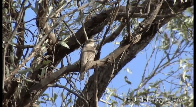 Pallid Cuckoo - ML201380421