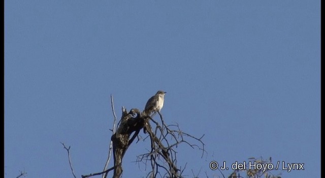 Pallid Cuckoo - ML201380431